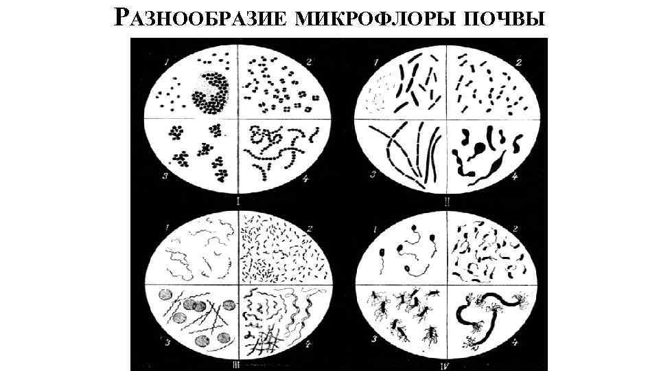 РАЗНООБРАЗИЕ МИКРОФЛОРЫ ПОЧВЫ 