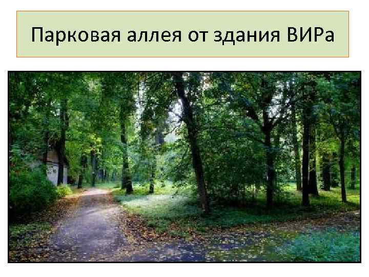 Парковая аллея от здания ВИРа 