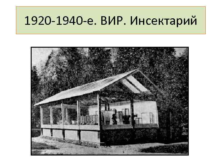 1920 -1940 -е. ВИР. Инсектарий 