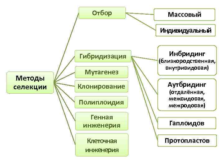 Презентация отбор и гибридизация