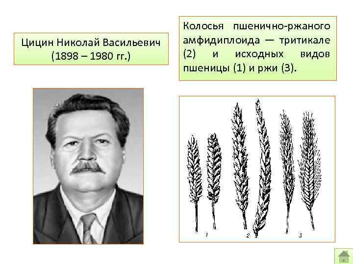 Цицин Николай Васильевич (1898 – 1980 гг. ) Колосья пшенично-ржаного амфидиплоида — тритикале (2)
