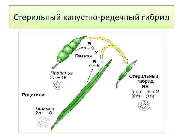 Карпеченко капустно редечный гибрид