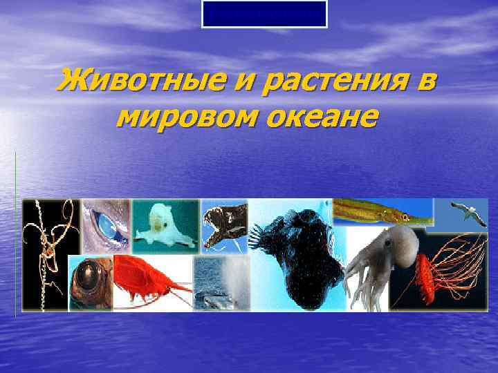 Prezentacii. com Животные и растения в мировом океане 
