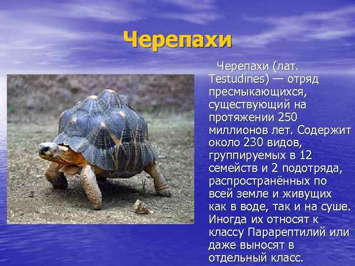 Черепахи (лат. Testudines) — отряд пресмыкающихся, существующий на протяжении 250 миллионов лет. Содержит около