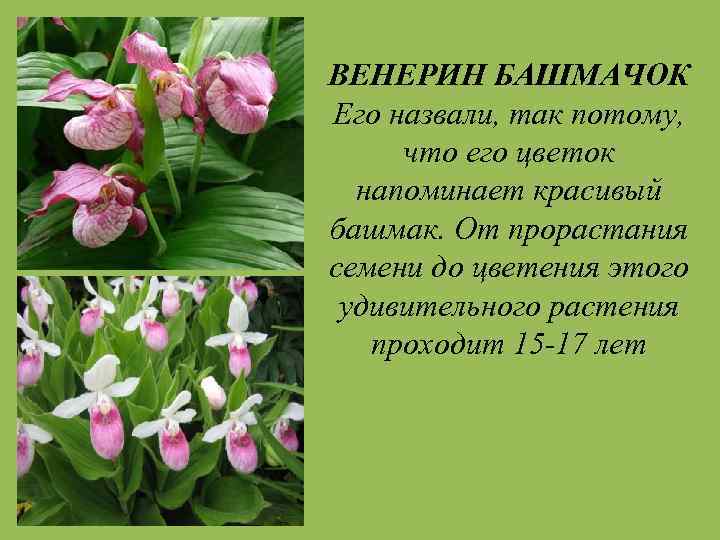 ВЕНЕРИН БАШМАЧОК Его назвали, так потому, что его цветок напоминает красивый башмак. От прорастания