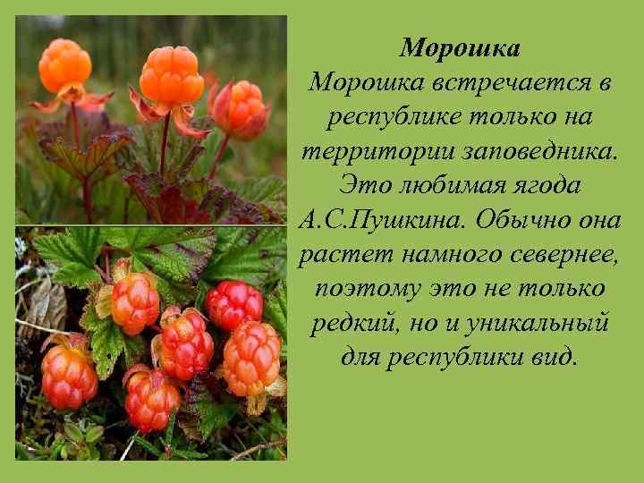 Морошка встречается в республике только на территории заповедника. Это любимая ягода А. С. Пушкина.