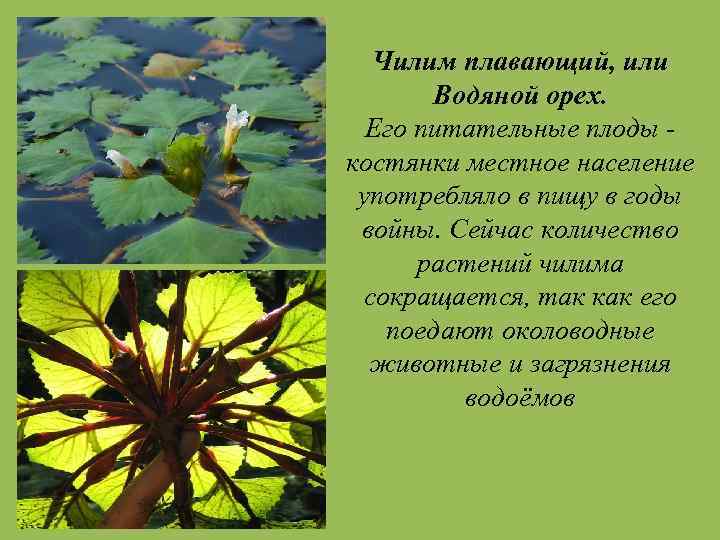 Чилим плавающий, или Водяной орех. Его питательные плоды костянки местное население употребляло в пищу