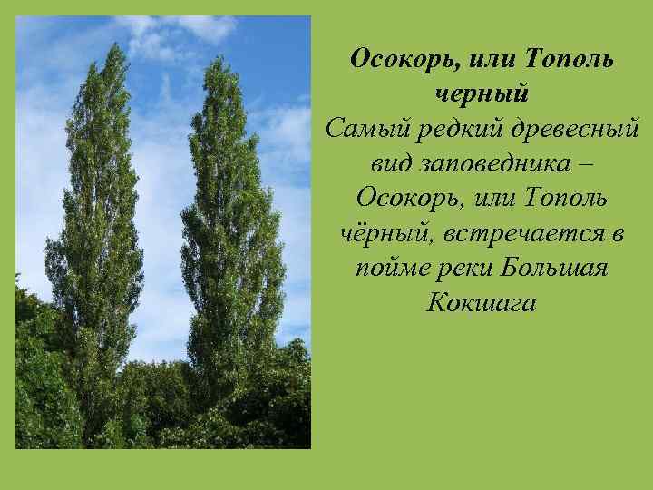 Осокорь, или Тополь черный Самый редкий древесный вид заповедника – Осокорь, или Тополь чёрный,