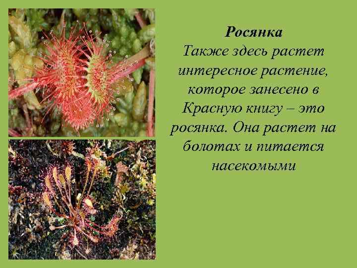 Росянка Также здесь растет интересное растение, которое занесено в Красную книгу – это росянка.