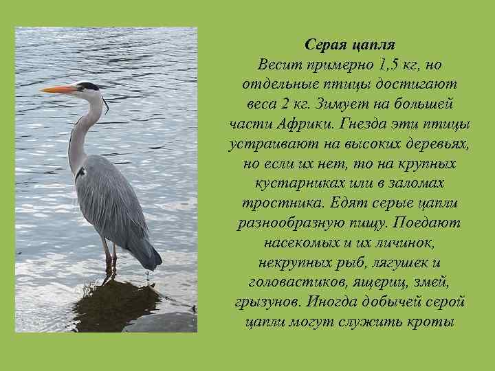 Серая цапля Весит примерно 1, 5 кг, но отдельные птицы достигают веса 2 кг.