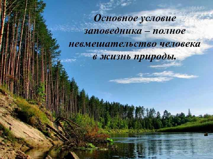 Основное условие заповедника – полное невмешательство человека в жизнь природы. 