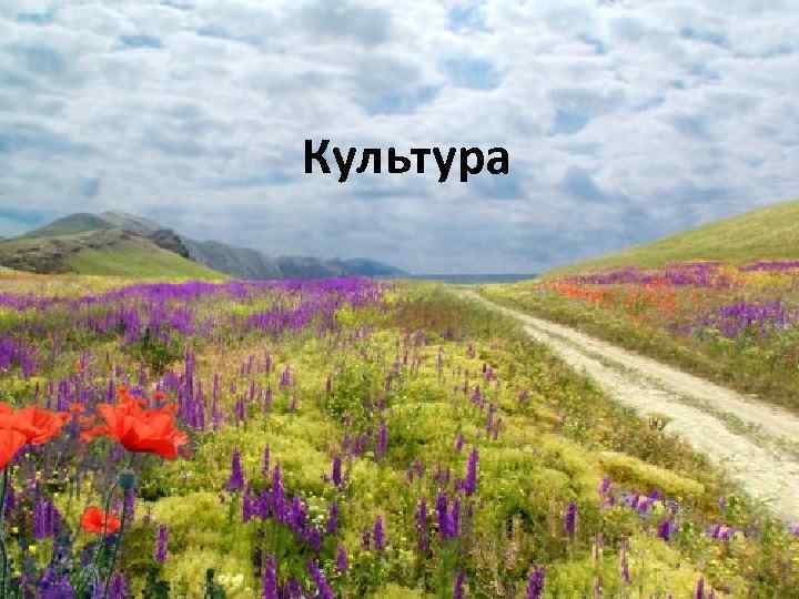 Культура 