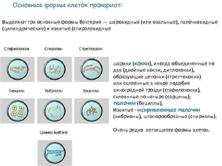 Основные формы клеток прокариот: Выделяют три основные формы бактерий — шаровидные (или овальные), палочковидные