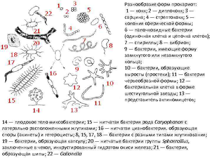 Прокариоты бактерии форма клеток. Формы клеток прокариот. Разнообразие микроорганизмов. Формы бактерий прокариот.