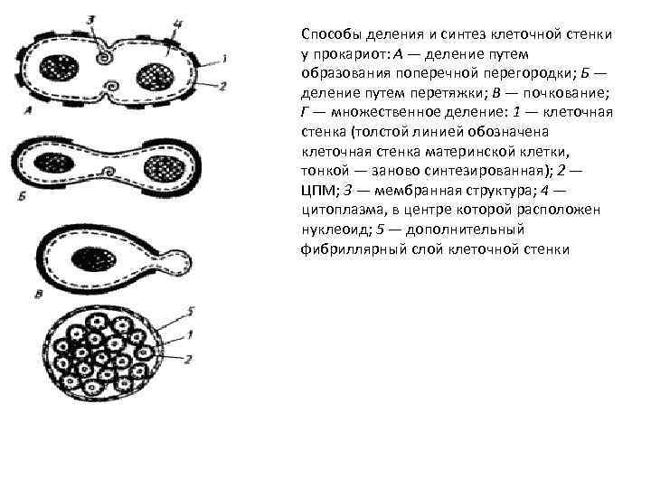 Способы деления и синтез клеточной стенки у прокариот: А — деление путем образования поперечной