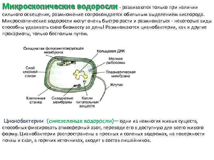 Микроскопические водоросли - развиваются только при наличии - сильного освещения, размножение сопровождается обильным выделением