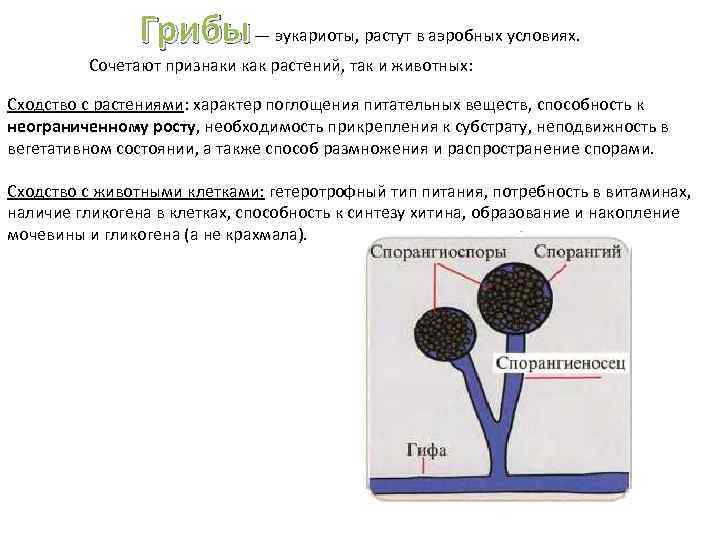 Грибы — эукариоты, растут в аэробных условиях. Сочетают признаки как растений, так и животных: