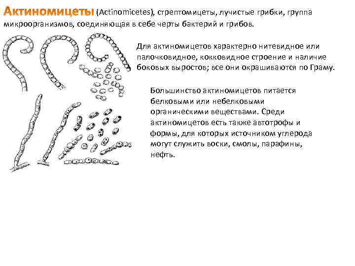  (Actinomicetes), стрептомицеты, лучистые грибки, группа микроорганизмов, соединяющая в себе черты бактерий и грибов.