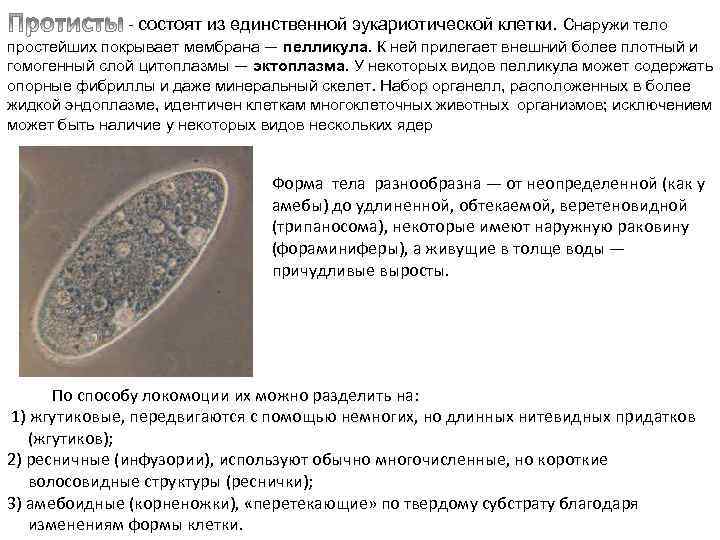  - состоят из единственной эукариотической клетки. Снаружи тело простейших покрывает мембрана — пелликула.