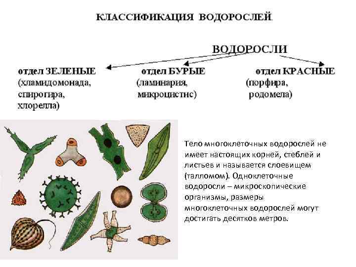 Тело многоклеточных водорослей не имеет настоящих корней, стеблей и листьев и называется слоевищем (талломом).