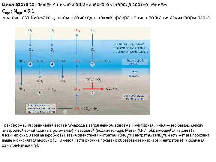 Цикл азота сопряжен с циклом органического углерода соотношением Copr : Nopr = 6: 1