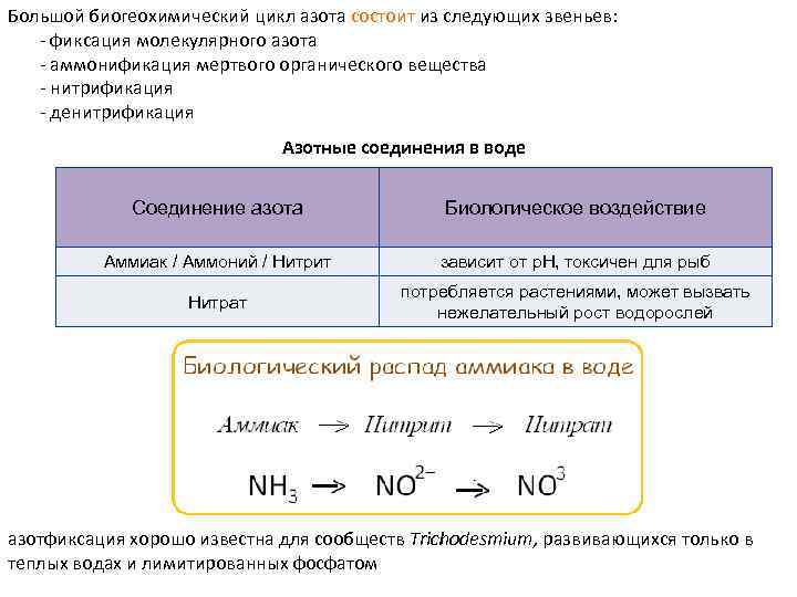 Большой биогеохимический цикл азота состоит из следующих звеньев: - фиксация молекулярного азота - аммонификация