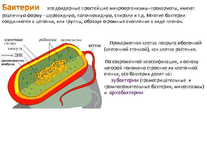 Бактерии доядерные организмы общая характеристика бактерий