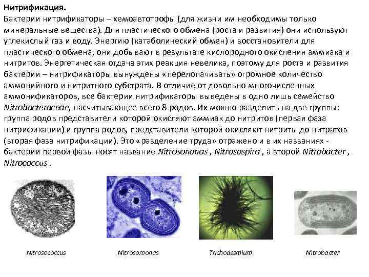 Нитрифицирующие бактерии. Нитрифицирующие бактерии под микроскопом. Нитрифицирующие бактерии строение. Нитрификация бактерии. Нитрифицирующие микроорганизмы это.