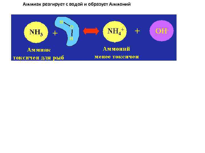 Аммиак реагирует с водой и образует Аммоний 