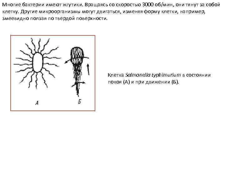 Многие бактерии имеют жгутики. Вращаясь со скоростью 3000 об/мин, они тянут за собой клетку.