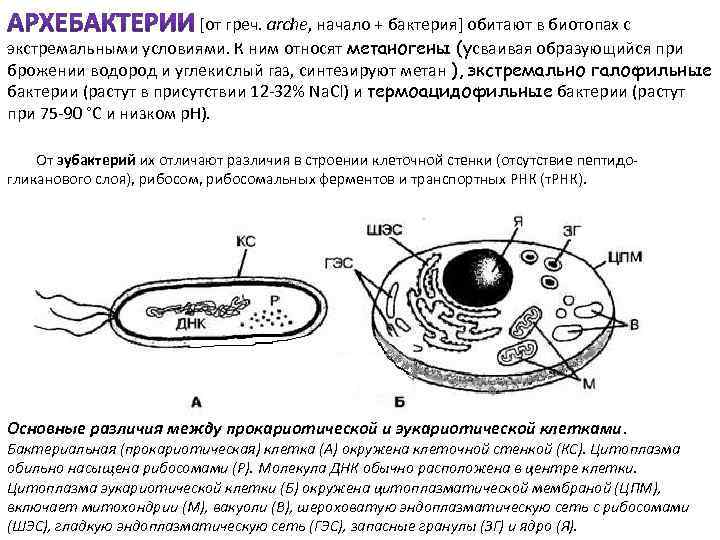  [от греч. arche, начало + бактерия] обитают в биотопах с экстремальными условиями. К