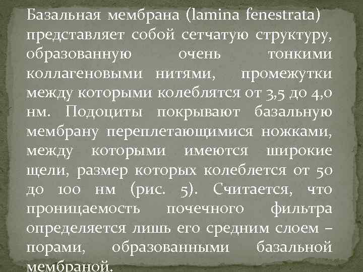 Базальная мембрана (lamina fenestrata) представляет собой сетчатую структуру, образованную очень тонкими коллагеновыми нитями, промежутки
