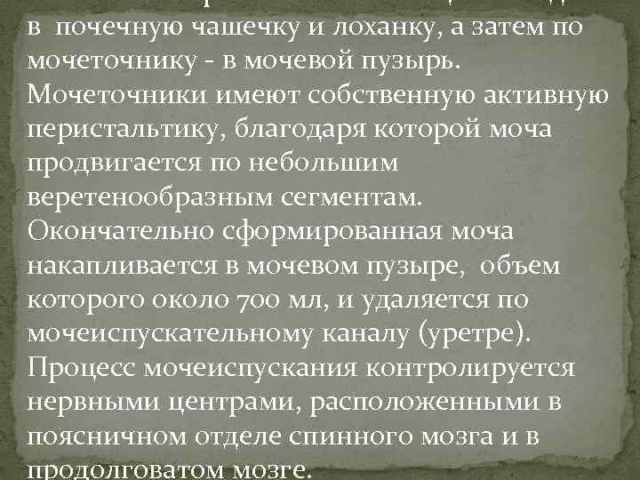 Моча из собирательных канальцев попадает в почечную чашечку и лоханку, а затем по мочеточнику