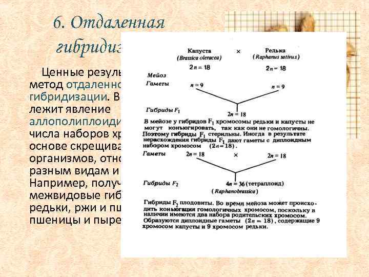 6. Отдаленная гибридизация Ценные результаты дает также метод отдаленной гибридизации. В его основе лежит