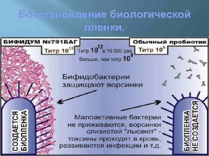 Восстановление биологической пленки. 