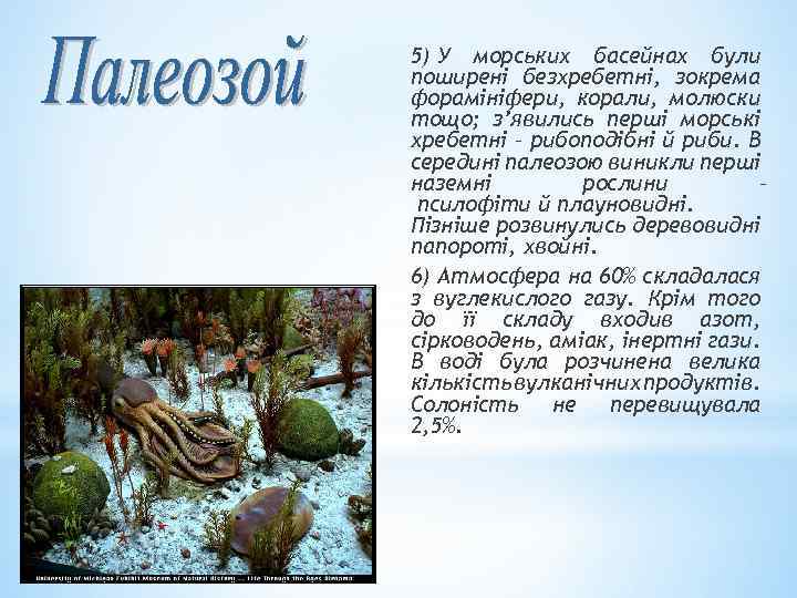 5) У морських басейнах були поширені безхребетні, зокрема форамініфери, корали, молюски тощо; з’явились перші