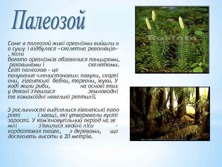 Саме в палеозой живі організми вийшли н а сушу і відбулася «скелетна революція» ,