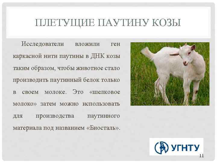 ПЛЕТУЩИЕ ПАУТИНУ КОЗЫ Исследователи вложили ген каркасной нити паутины в ДНК козы таким образом,