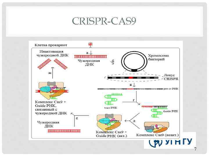 CRISPR-CAS 9 7 