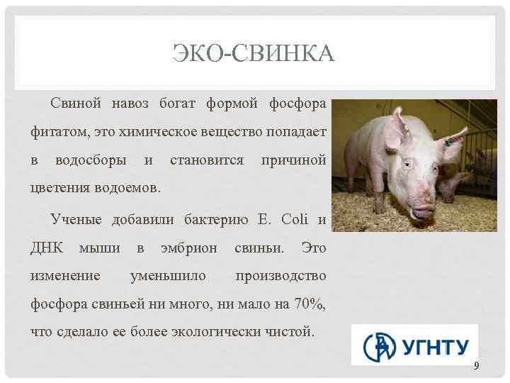 ЭКО-СВИНКА Свиной навоз богат формой фосфора фитатом, это химическое вещество попадает в водосборы и