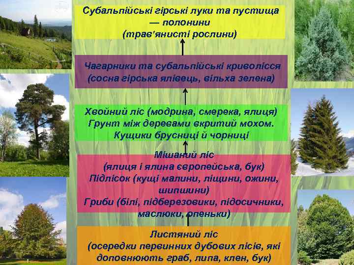 Субальпійські гірські луки та пустища — полонини (трав'янисті рослини) Чагарники та субальпійські криволісся (сосна