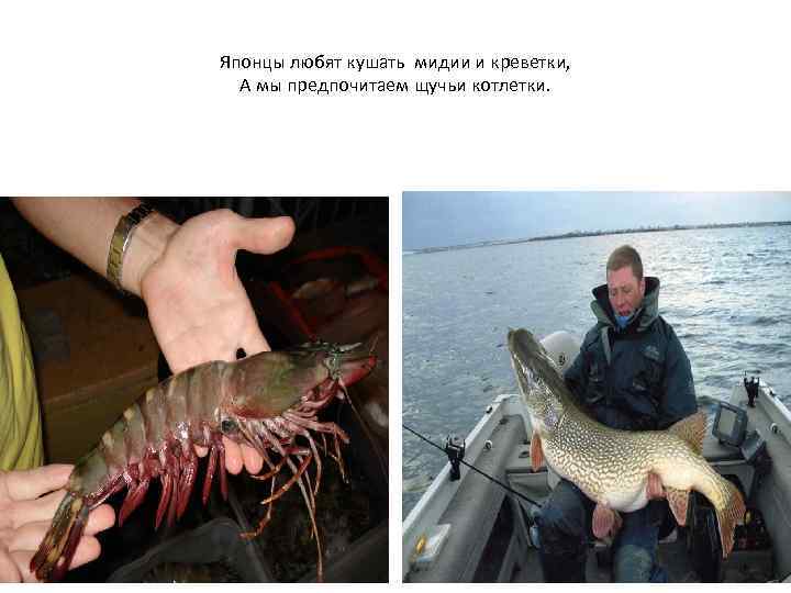 Японцы любят кушать мидии и креветки, А мы предпочитаем щучьи котлетки. 