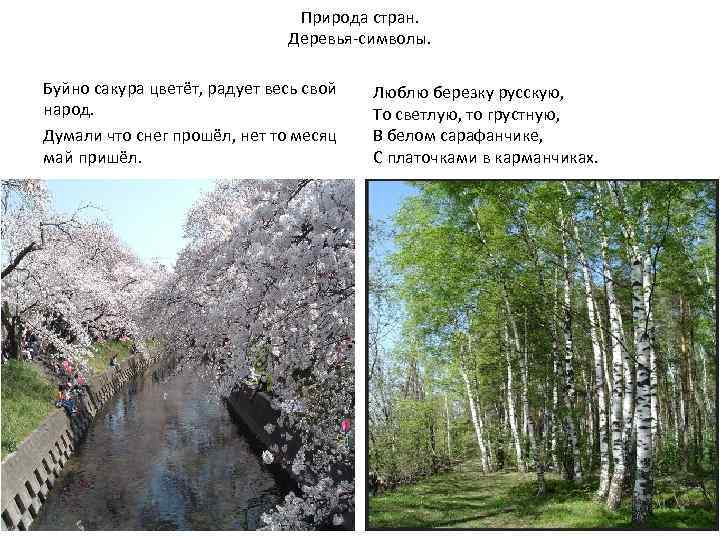 Природа стран. Деревья-символы. Буйно сакура цветёт, радует весь свой народ. Думали что снег прошёл,