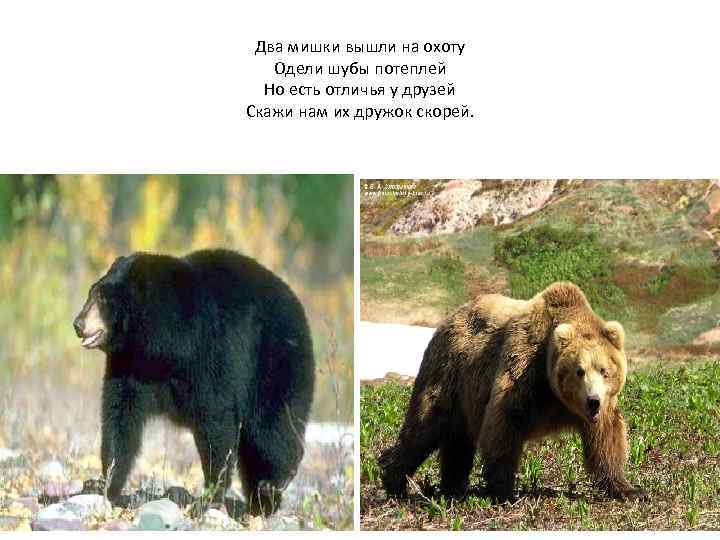 Два мишки вышли на охоту Одели шубы потеплей Но есть отличья у друзей Скажи