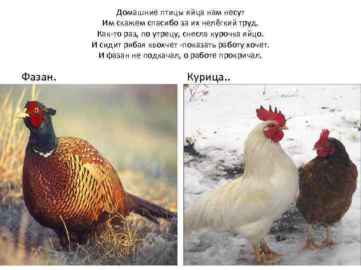 Домашние птицы яйца нам несут Им скажем спасибо за их нелёгкий труд. Как-то раз,