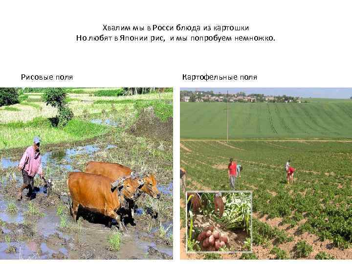 Хвалим мы в Росси блюда из картошки Но любят в Японии рис, и мы