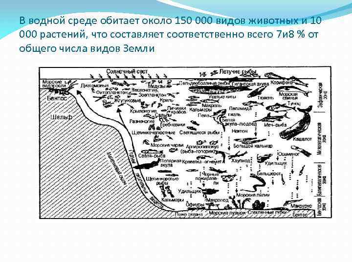 В водной среде обитает около 150 000 видов животных и 10 000 растений, что