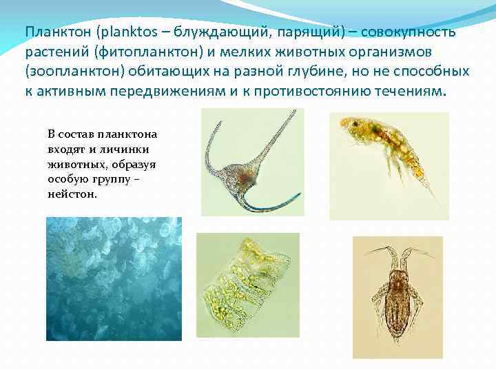 Планктон (planktos – блуждающий, парящий) – совокупность растений (фитопланктон) и мелких животных организмов (зоопланктон)