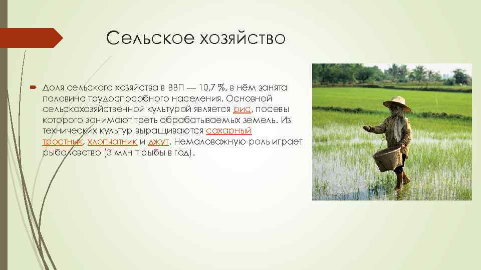 Сельское хозяйство Доля сельского хозяйства в ВВП — 10, 7 %, в нём занята