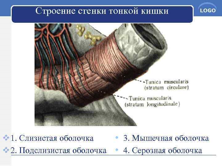 Строение стенки кишки